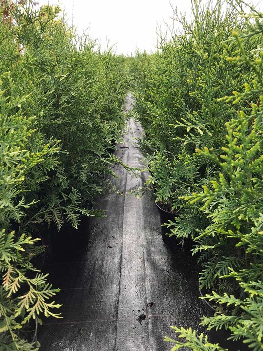 tuja brabant piękna sadzonka 80cm na żywopłot JESIENNA PROMOCJA!!!