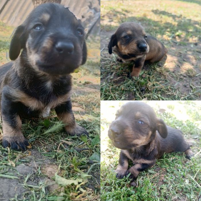 Віддам цуценят!Безкоштовно