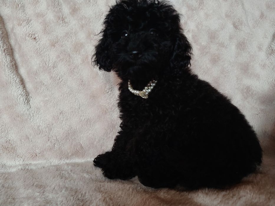 Suczka pudel do odbioru