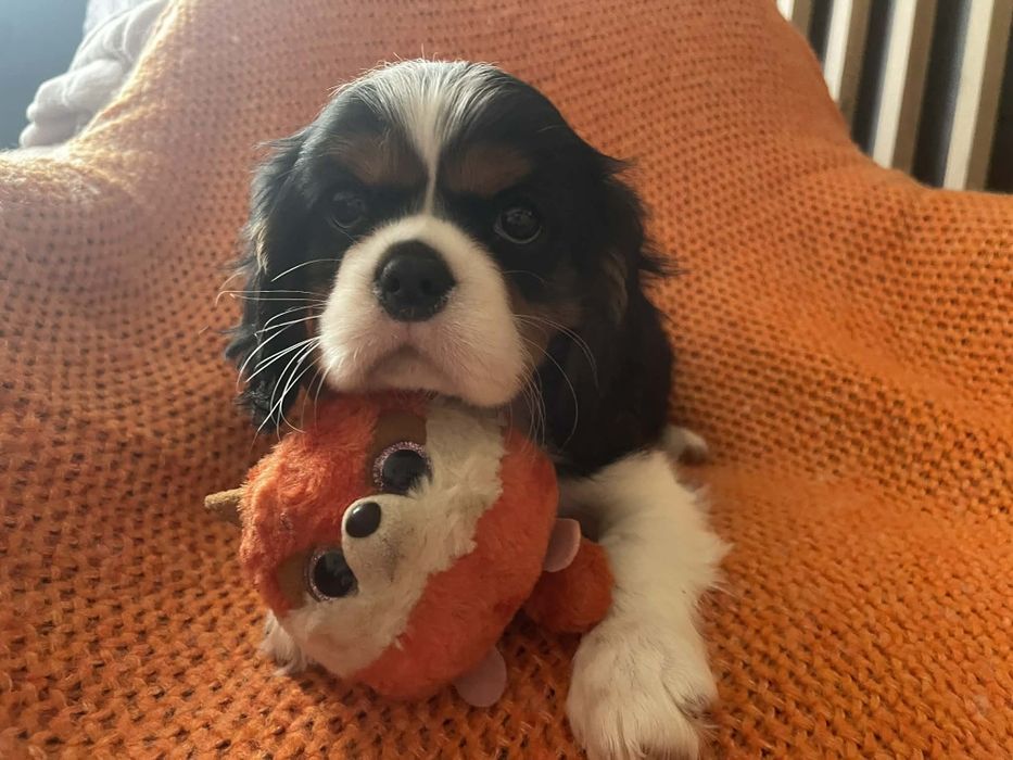 Cavalier king charles spaniel tricolor piesek z rodowodem