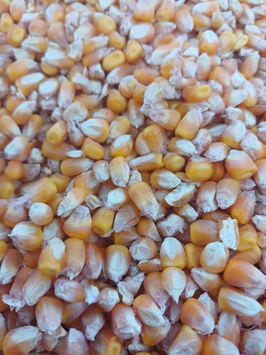 Продам  кукурузу