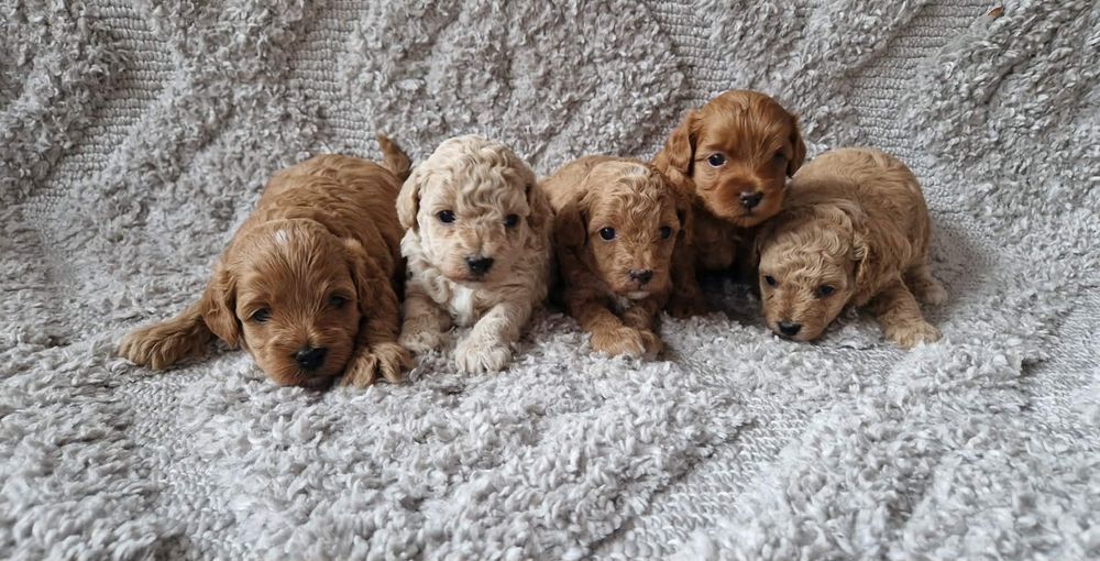 Maltipoo   dziewczynka  XS MINI