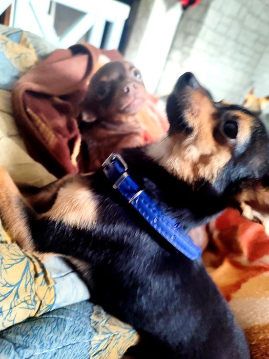 Той тер'єр собаки