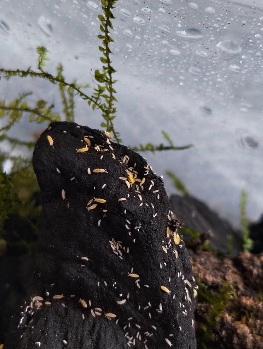 Kit Colembolos ( Springtails ) - Várias Especies
