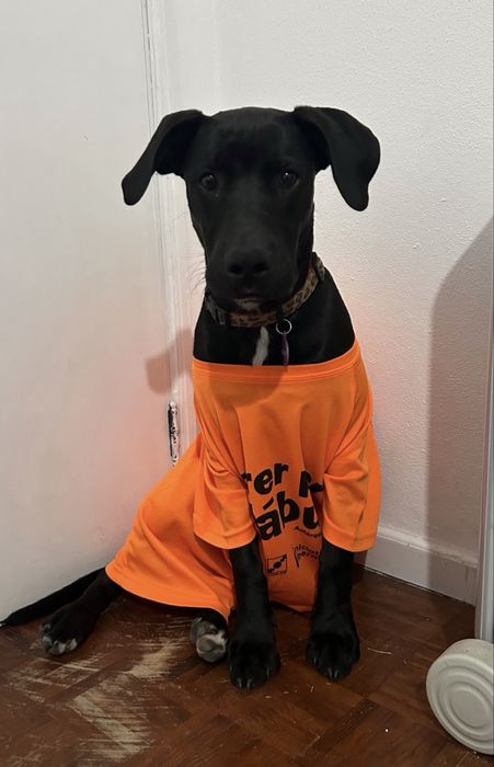 Cachorro para adoção responsável- URGENTEMENTE