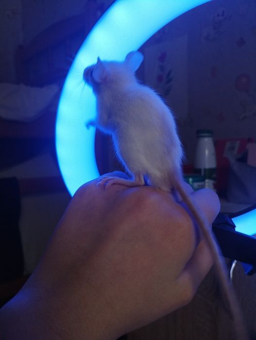 Увага! Віддам у добрі руки