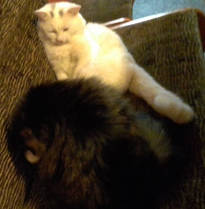 Кот. Вознаграждение - 3000 грн