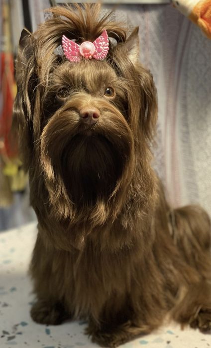 Вязка биро,шоко,цветные Йорки