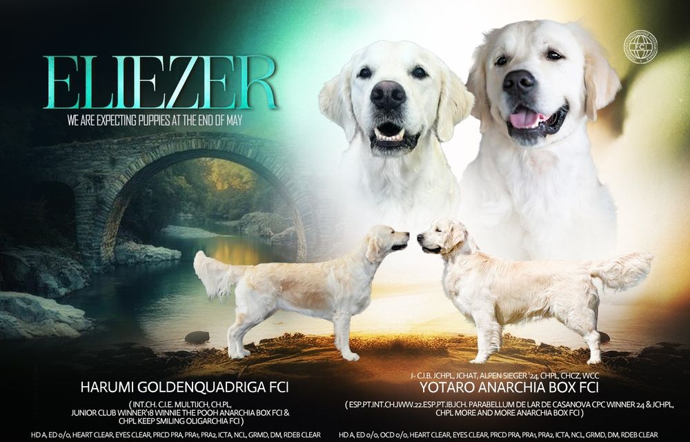 Golden retriever kremowe szczeniaki ZKwP FCI rodowód po championie