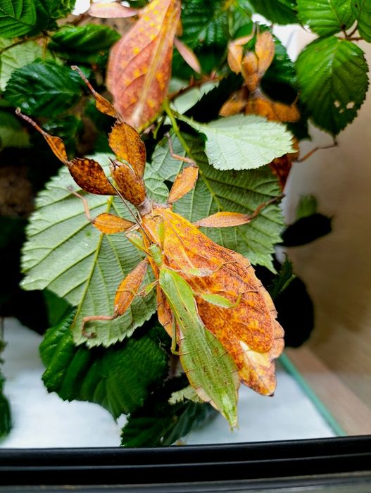 Liściec / straszyk / phyllium tobeloense 'galela'