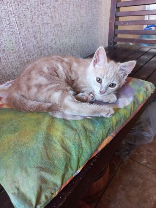 Продається кошеня хлопчик