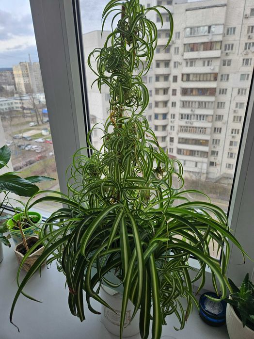 Хлорофитум детки