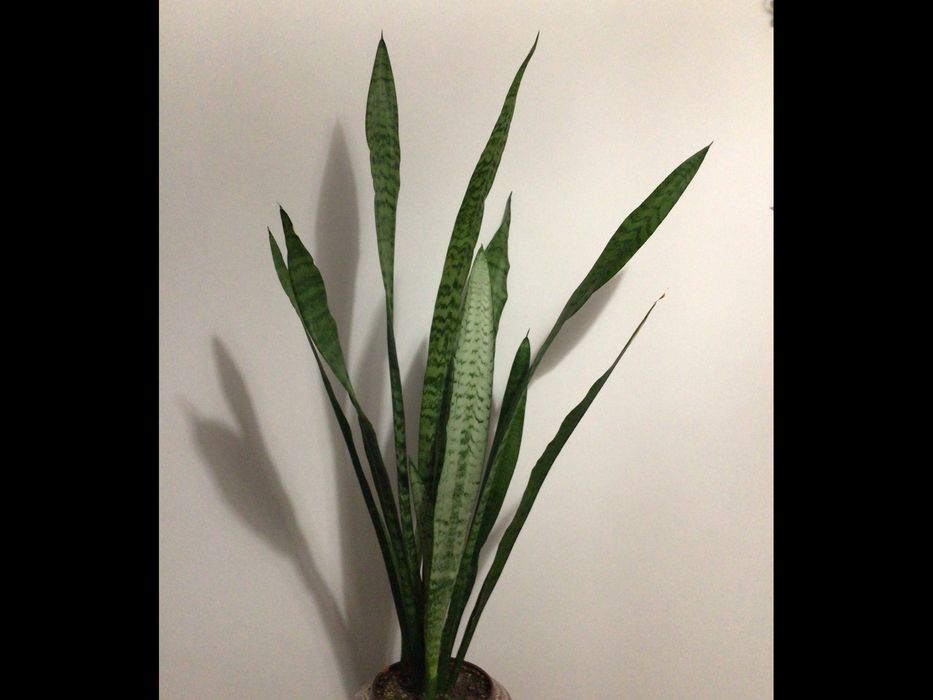 Квітка сансевієрія -щучий хвіст, тещин язик, індійський меч…