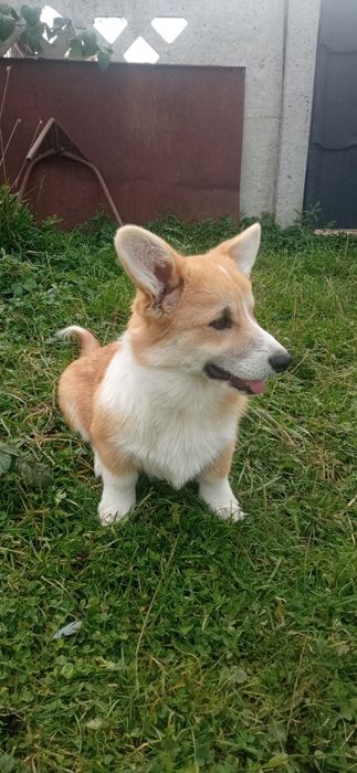 Вельш корги пемброк