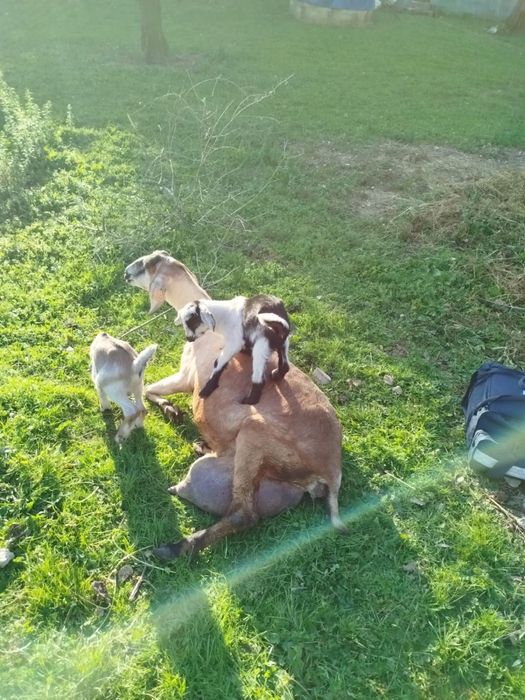 Vendo animais de quinta