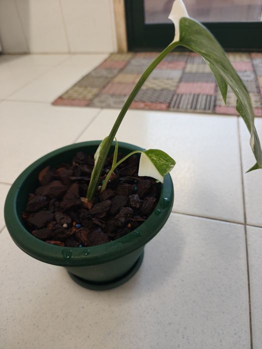 Monstera deliciosa albo variegata.