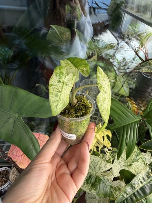 Алоказія  Макрориза Камуфляж Macrorrhizos 'Camouflage'