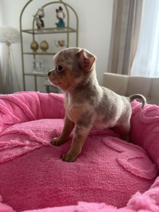Cudowna sunia Chihuahua lilac merle