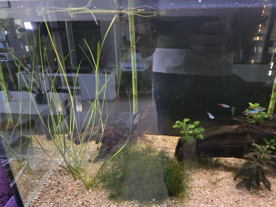 Vendo aquário completo 300l 120cm