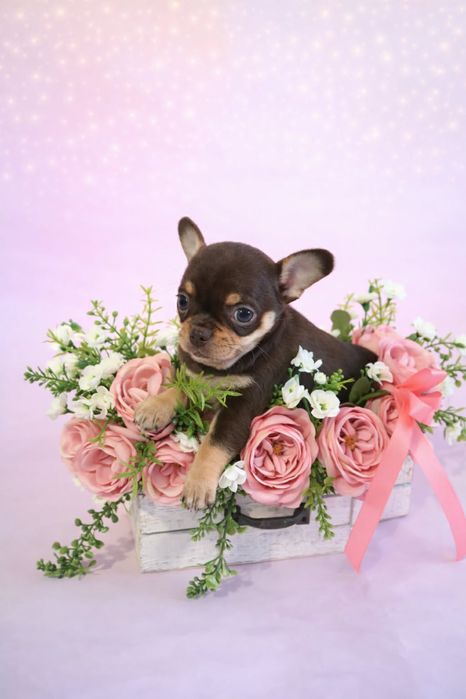 Czekoladowa suczka podpalana