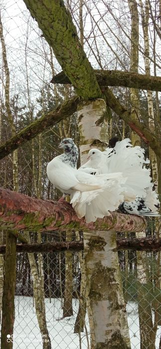 Sprzedam gołębie pawiki