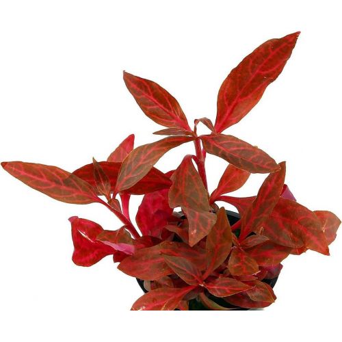 Альтернантера мини Мраморная. Аквариумные растения