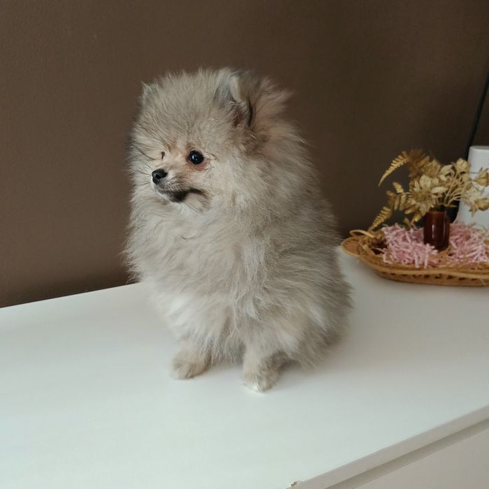 Szpic Miniaturowy blue merle