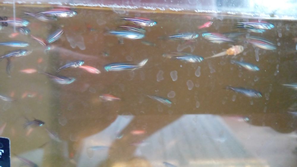 Danio pręgowane, czerwone