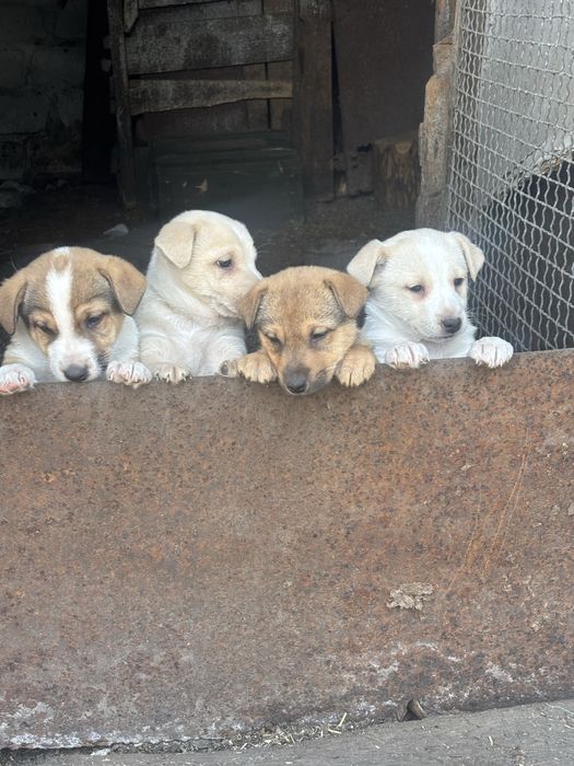 віддам песиків в добрі руки