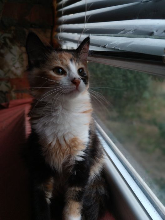 кошенята унікальної рудої кішки