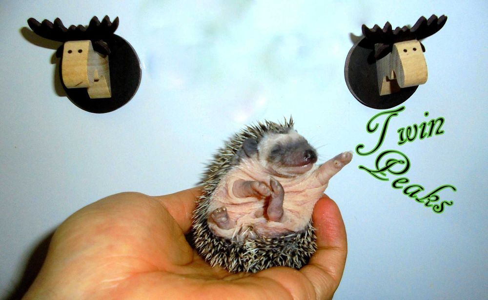 Jeż pigmejski z RODOWODEM, jeżyk, jeże. Jeż afrykański. Hodowla