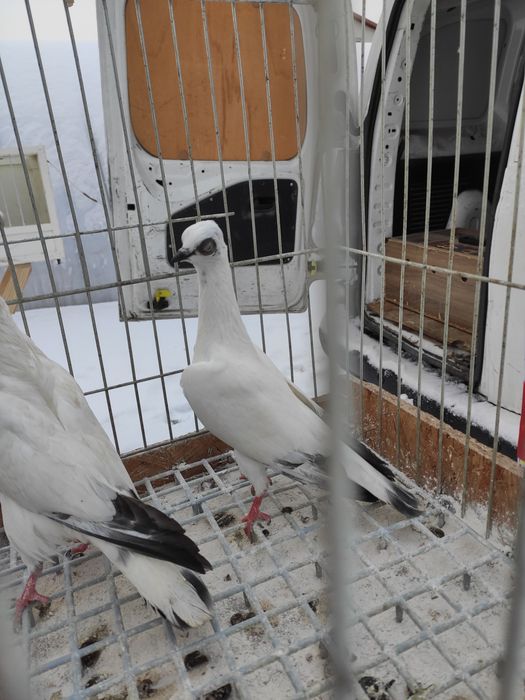 Wiedenskie lotne samczyk samiczka 25r