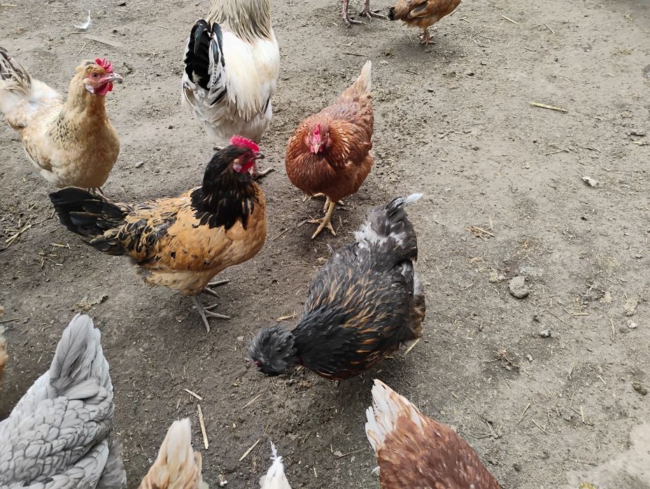 Jaja lęgowe od kór mix