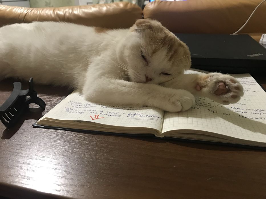 Шотланка вісловуха шукає кота