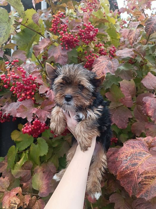 Привитые щенки Йорики