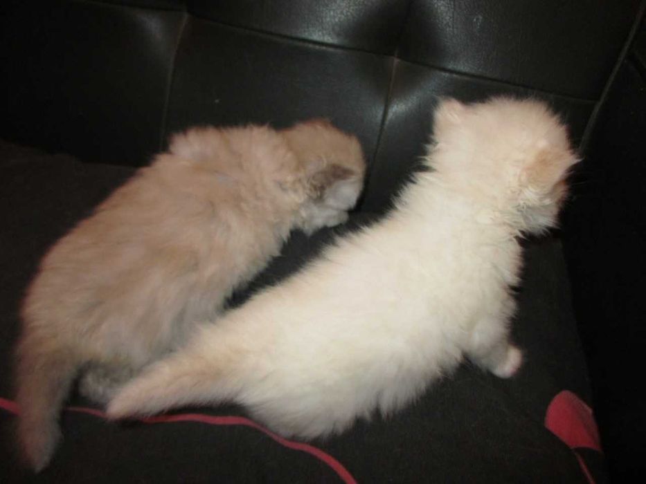 Gatinho Persa colorpoint