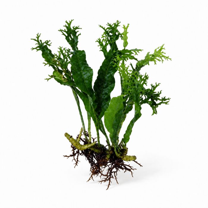 Microsorum pteropus ‘Windeløv’