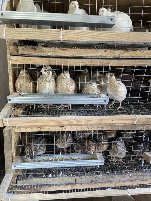 Інкубаційне яйце перепілки техасец, фенікс,фараон