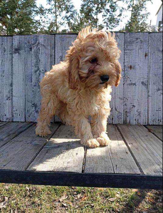 Кавапусік хлопчикПоспішайте!