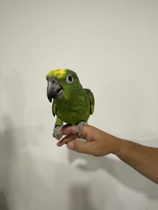Papagaios amazonas ochrocephalas domesticados