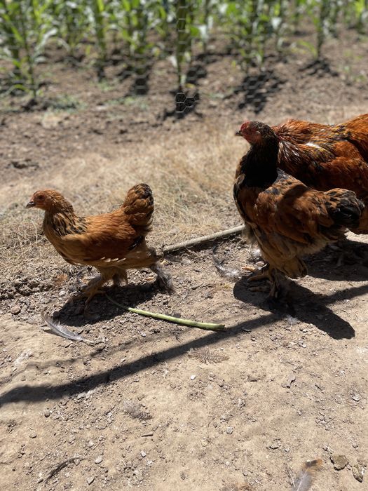 Galinhas Brahmas com 2 meses