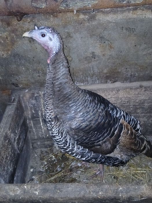 Продам  2х річні індички