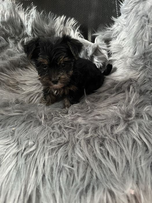 York shire terrier