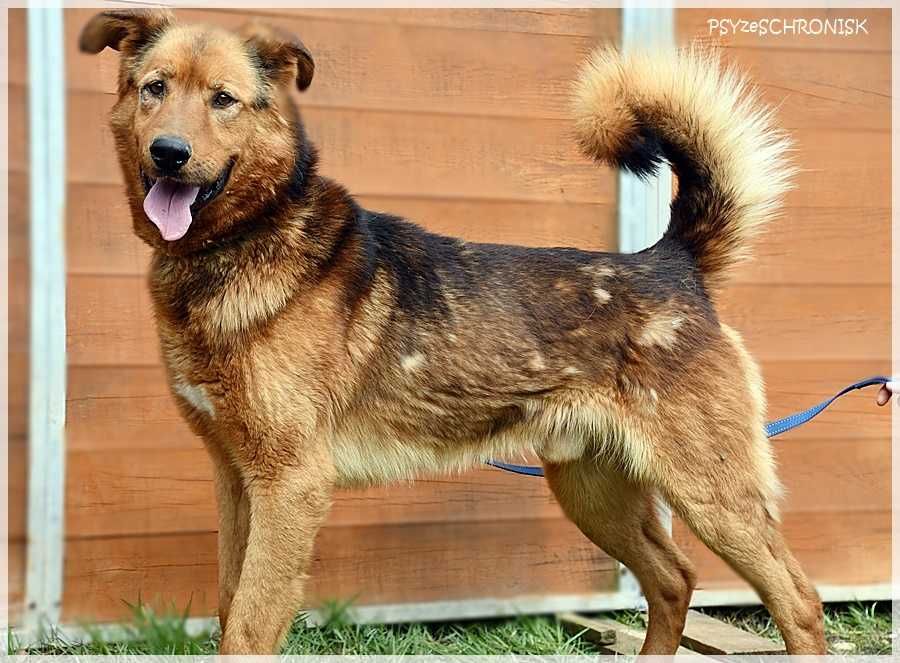 Portos - energiczny i rycerski