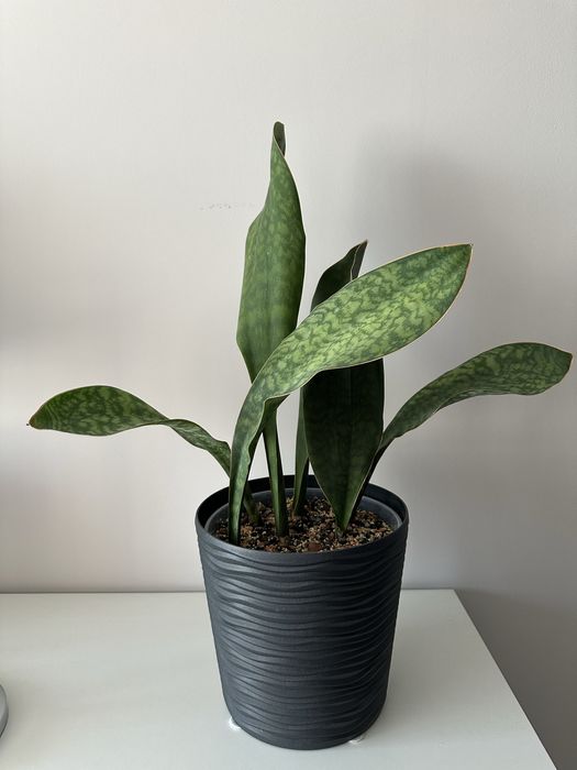 Масоніана Вікторія, сансеверія, сансевієрія, sansevieria