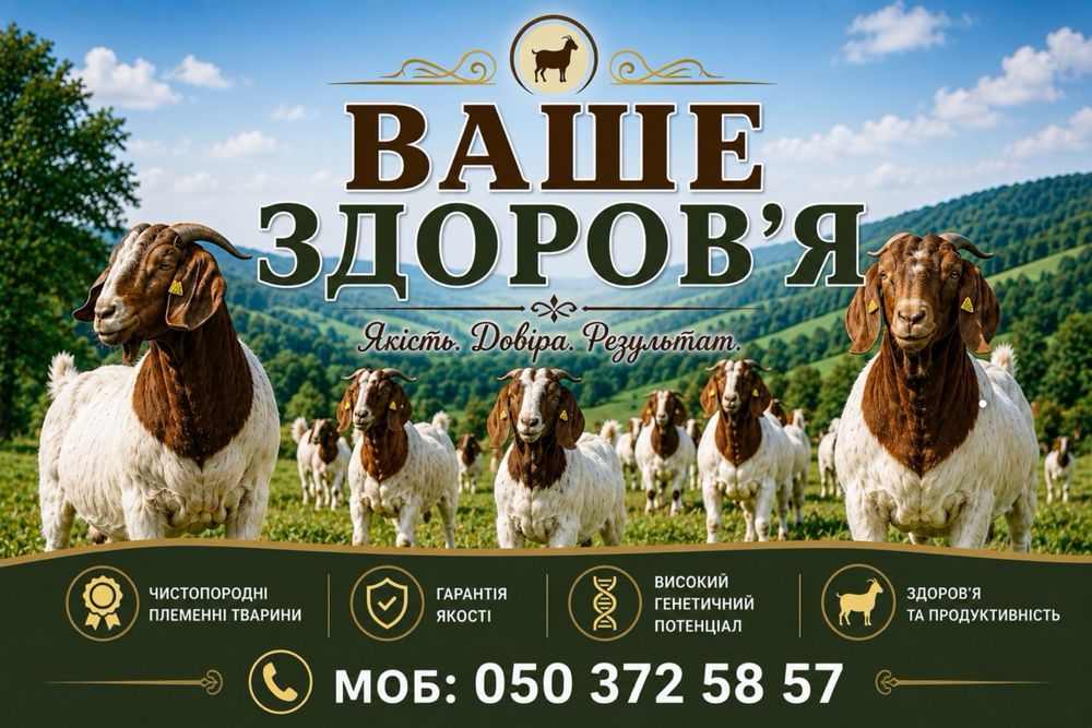 Бурські та Альпійські кози