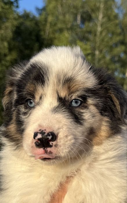Border Collie – wyjątkowa suczka o niepowtarzalnym umaszczeniu