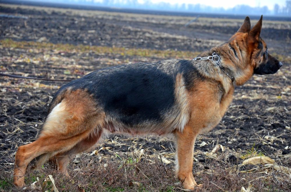 Цуценята німецької вівчарки