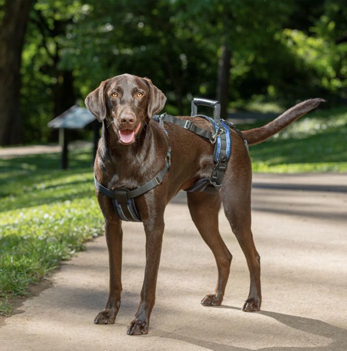 PetSafe peitoral suporte cães
