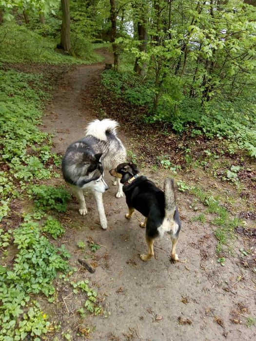 Шлейка на собаку размер хл